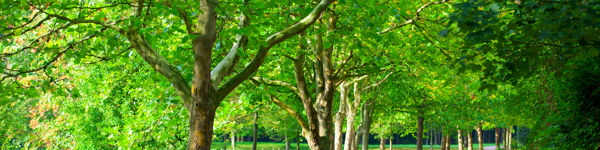 Healthy Trees